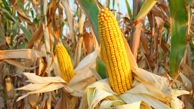 Corn (Photo Credit: Thinkstock)
