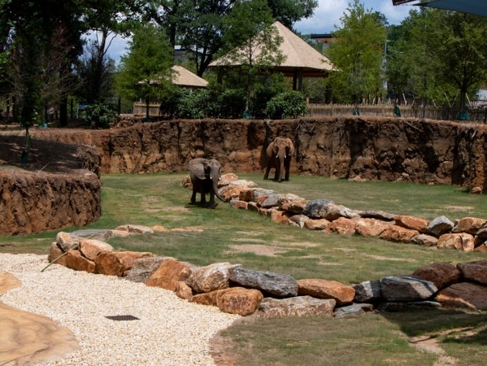 Zoo Atlanta Opens All New African Savanna Cbs Atlanta